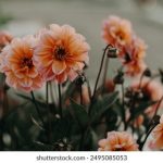 日本韩国高清免费A∨ 0p534