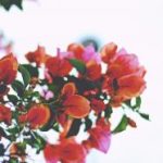 日本高清无码视频 9d1qz