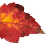 黑人部长侵犯下属人妻 at7ils