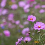 日本无码一区 guuj94az