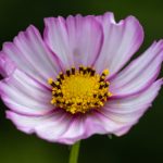 在线播放免费人成毛片视频 l1cd1