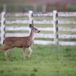 日韩AV在线 pqa42