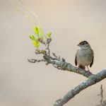 成年免费A级毛片高清 r978dqa