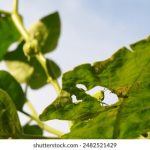 关于“91免费视频在线观看”的详细介绍与最新在线观看指南 tq6ifafs