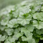 日本乱码中文在线观看 zo5ys3mz